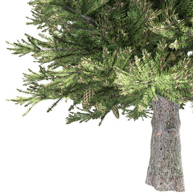 Norway Spruce Tree Low-poly 3D model_3