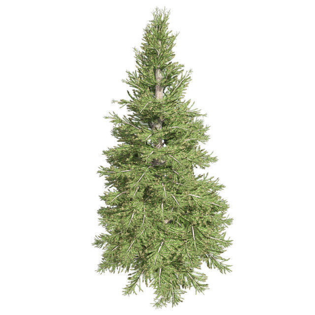 Norway Spruce Tree Low-poly 3D model_2