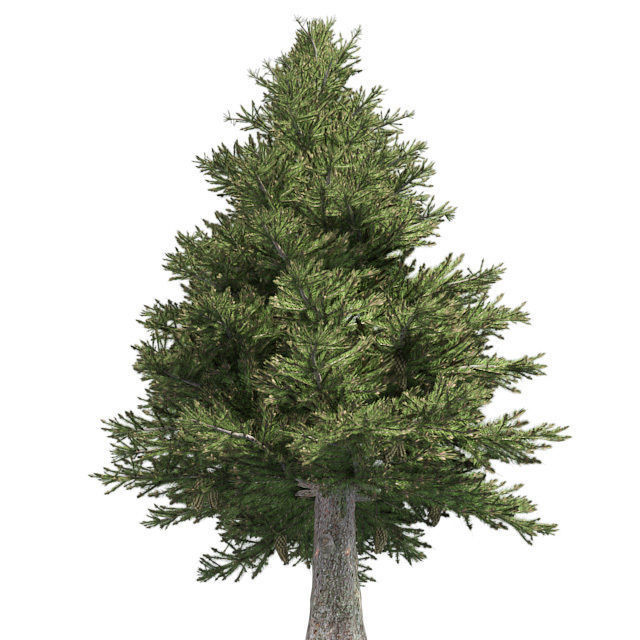 Norway Spruce Tree Low-poly 3D model_1