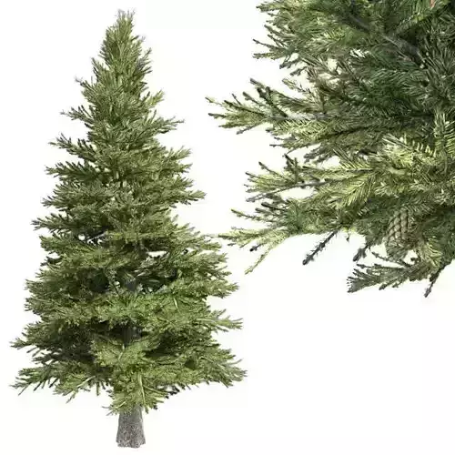 Norway Spruce Tree Low-poly 3D model