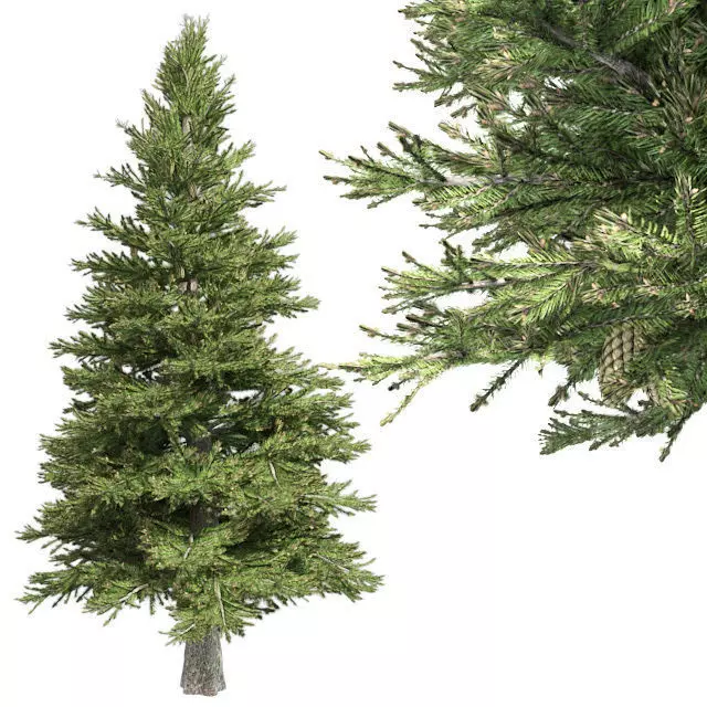 Norway Spruce Tree Low-poly 3D model_0