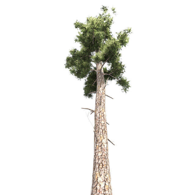 Conifer Tree Low-poly 3D model_1