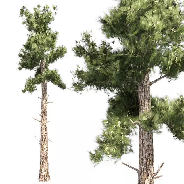 Conifer Tree Low-poly 3D model_0