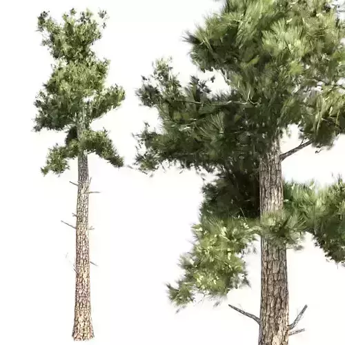 Conifer Tree Low-poly 3D model