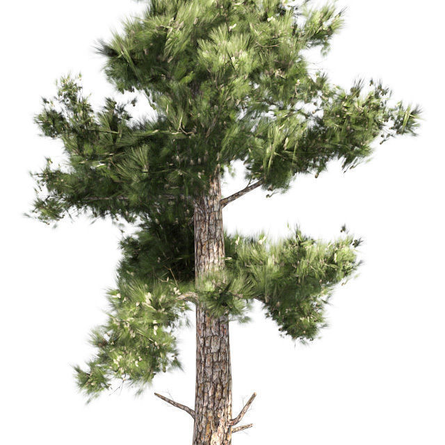 Conifer Tree Low-poly 3D model_3