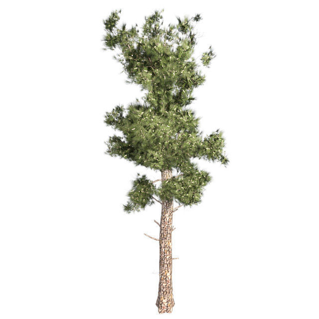 Conifer Tree Low-poly 3D model_2