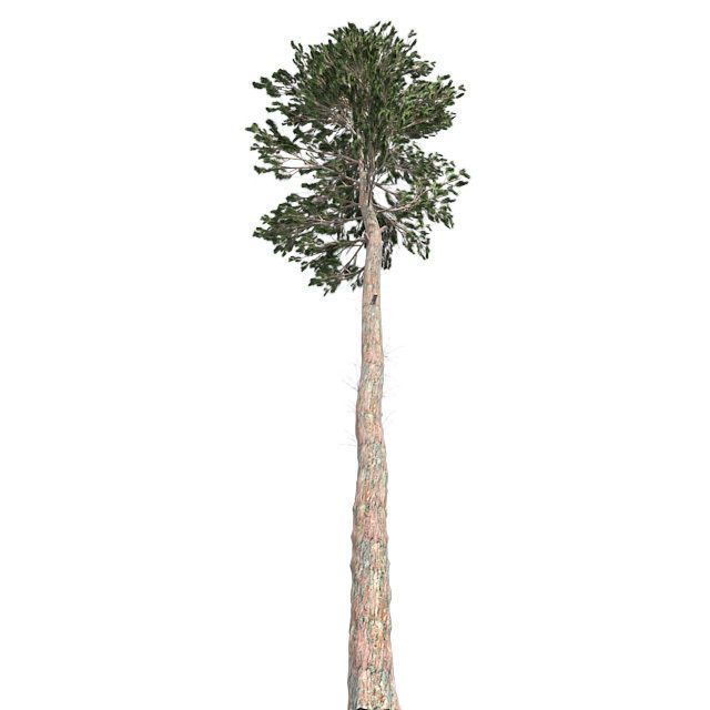 Scots Pine Tree Low-poly 3D model_1