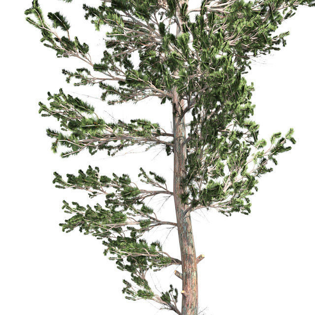 Scots Pine Tree Low-poly 3D model_3