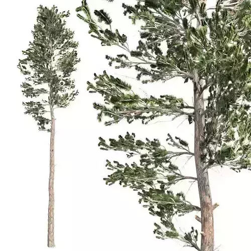 Scots Pine Tree Low-poly 3D model