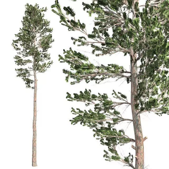 Scots Pine Tree Low-poly 3D model_0