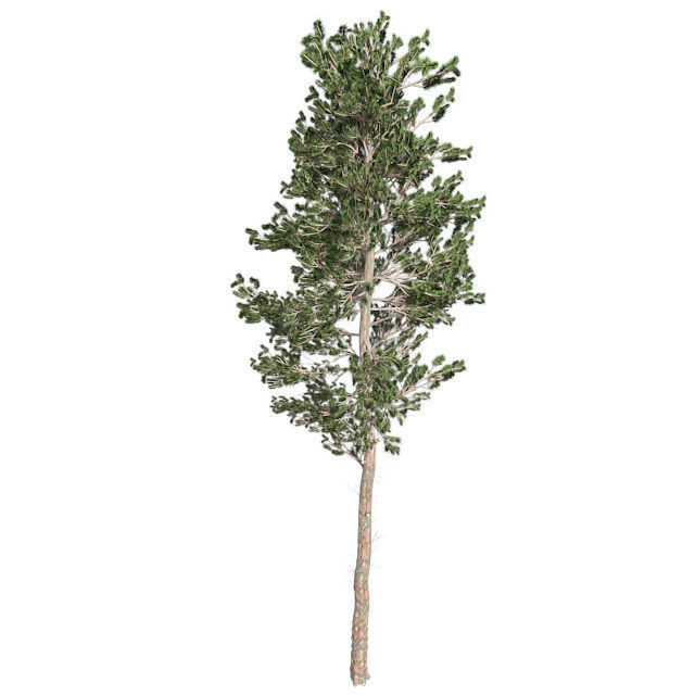 Scots Pine Tree Low-poly 3D model_2