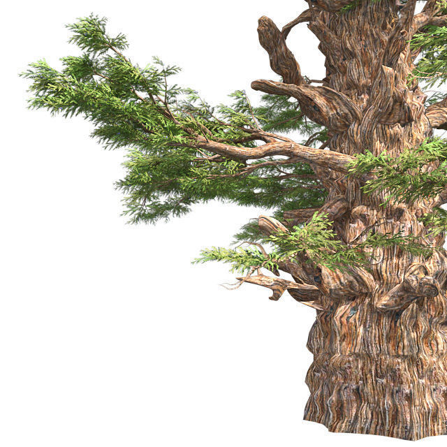 Western Juniper Tree Low-poly 3D model_3