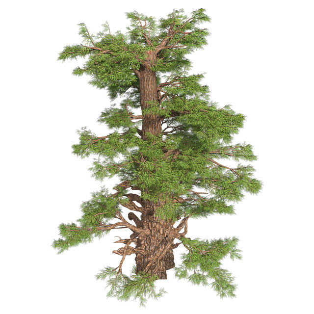 Western Juniper Tree Low-poly 3D model_2