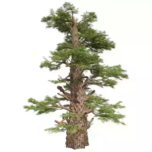 Western Juniper Tree Low-poly 3D model