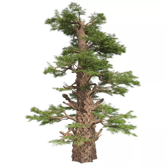 Western Juniper Tree Low-poly 3D model_0