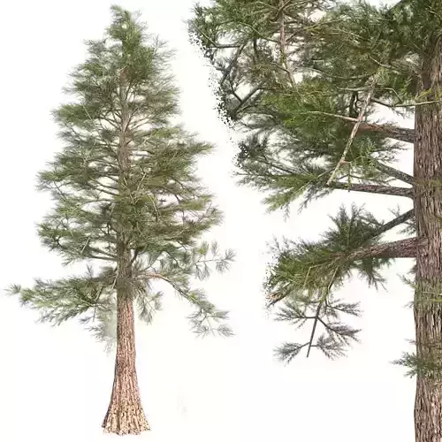 Western Red Cedar Tree Low-poly 3D model