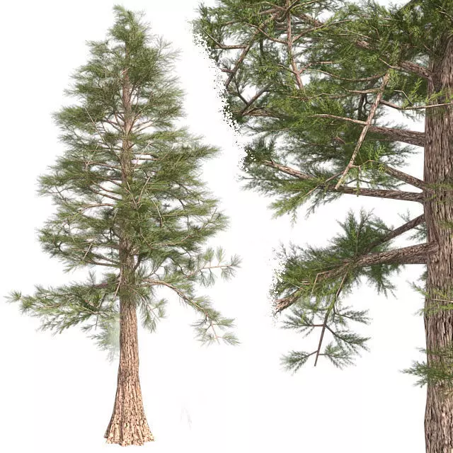 Western Red Cedar Tree Low-poly 3D model_0