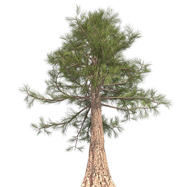 Western Red Cedar Tree Low-poly 3D model_1