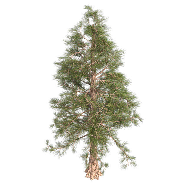 Western Red Cedar Tree Low-poly 3D model_2