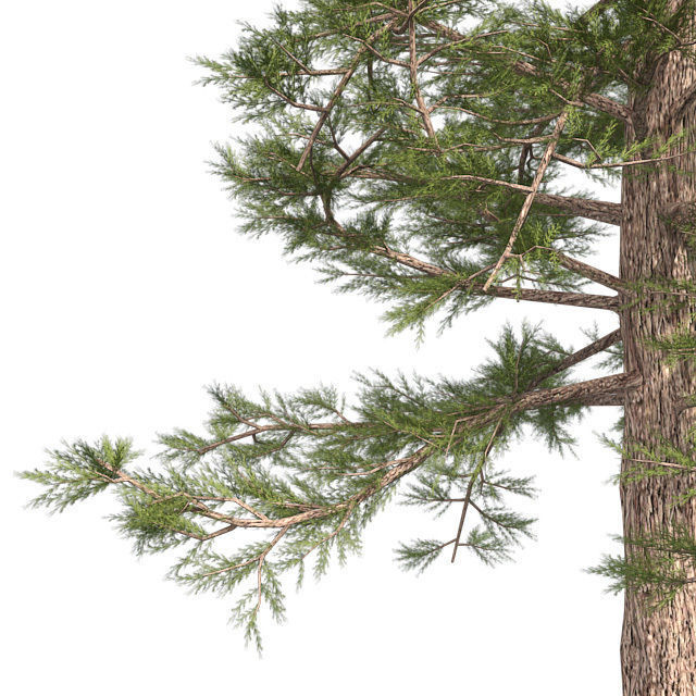 Western Red Cedar Tree Low-poly 3D model_3