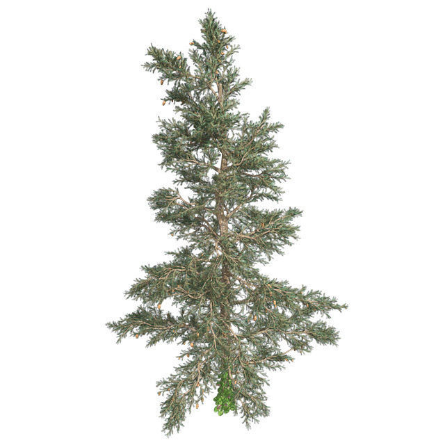 White Fir Tree Low-poly 3D model_2