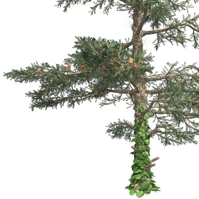 White Fir Tree Low-poly 3D model_3