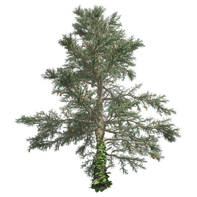 White Fir Tree Low-poly 3D model_1