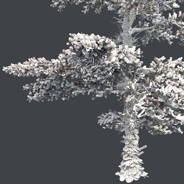White Fir Tree Low-poly 3D model_4