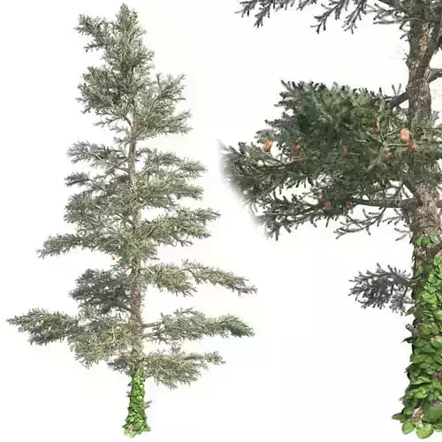 White Fir Tree Low-poly 3D model