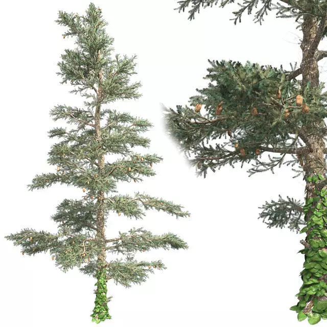White Fir Tree Low-poly 3D model_0