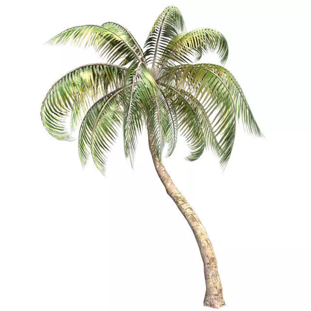 Coconut palm tree Low-poly 3D model_0