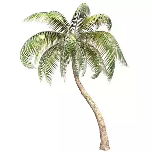 Coconut palm tree Low-poly 3D model
