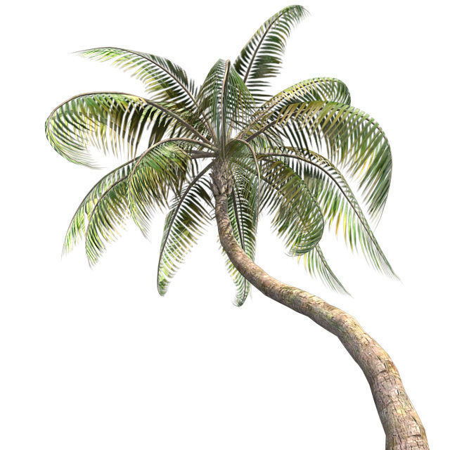Coconut palm tree Low-poly 3D model_1