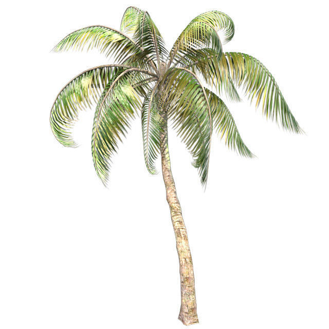 Coconut palm tree Low-poly 3D model_2