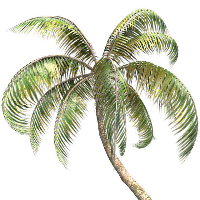 Coconut palm tree Low-poly 3D model_3