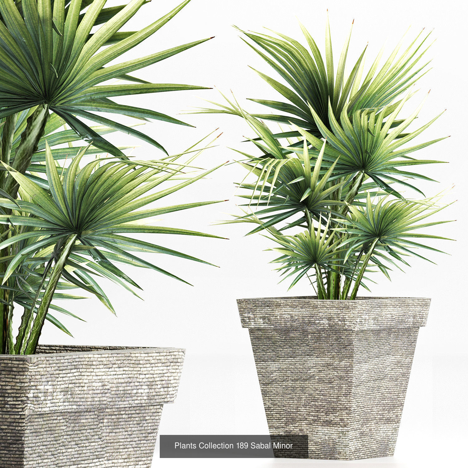 Big Plants Collection 05 _12