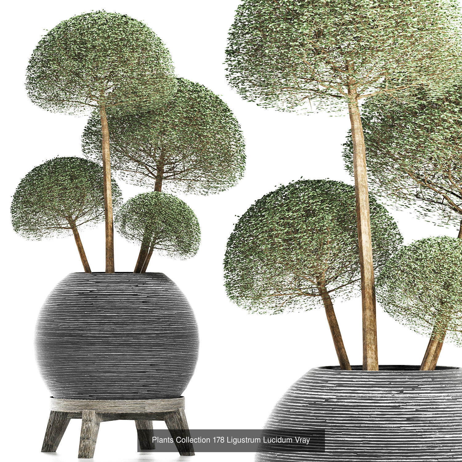 Big Plants Collection 05 _2