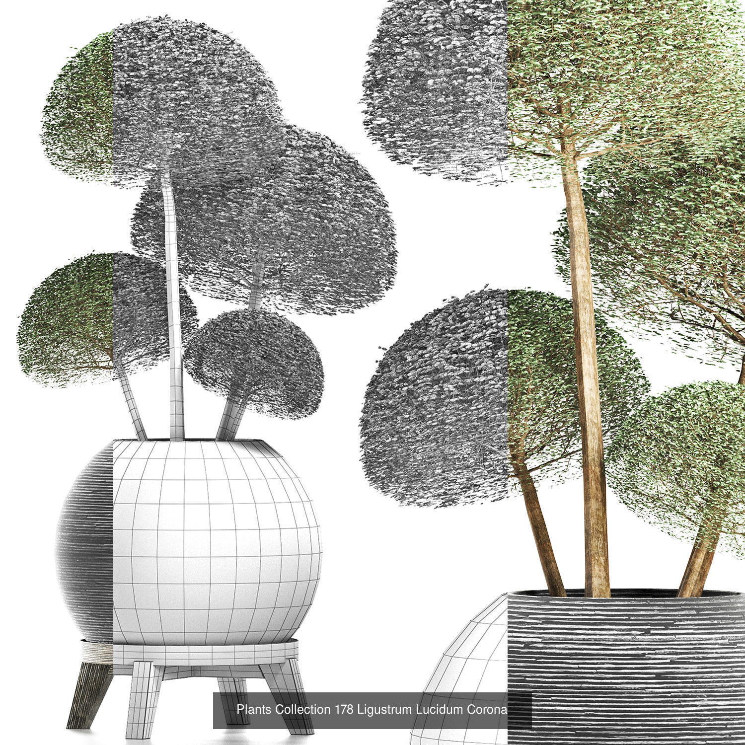 Big Plants Collection 05 _1