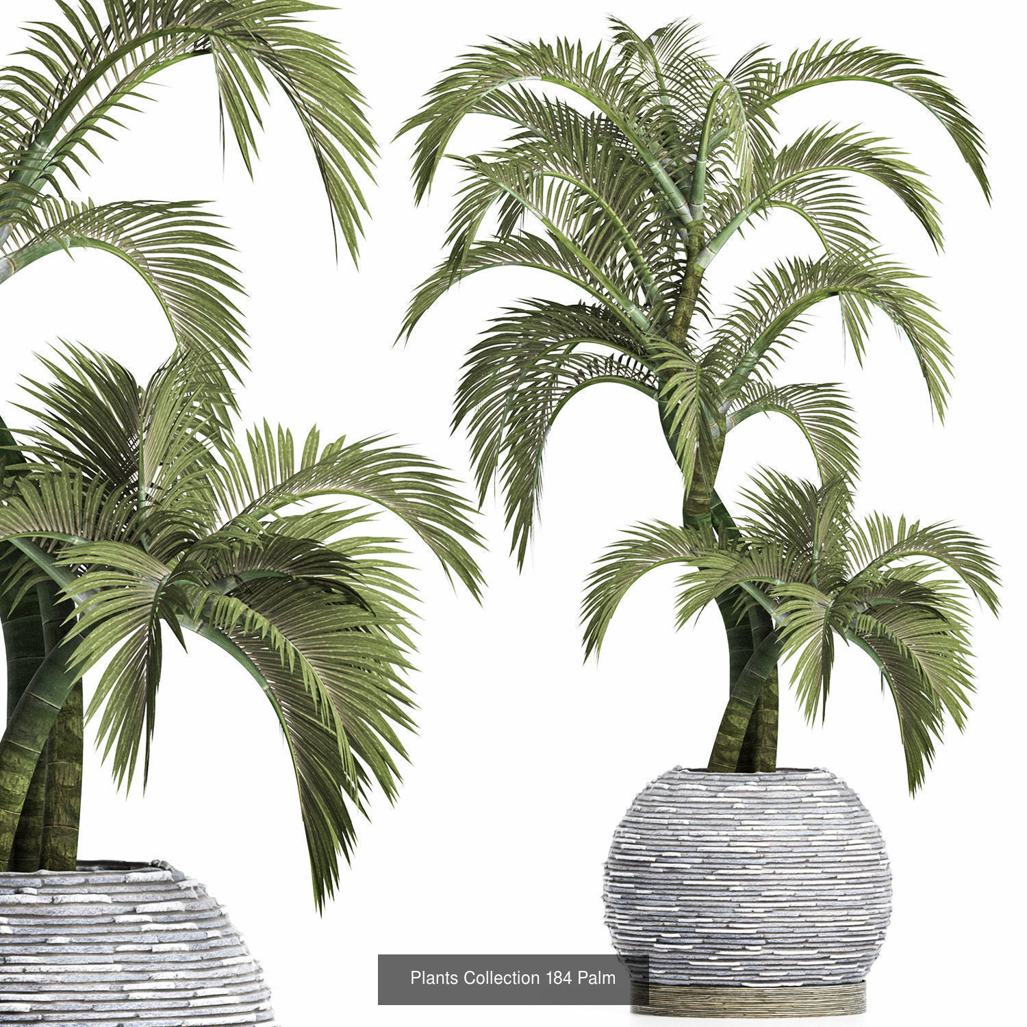 Big Plants Collection 05 _8