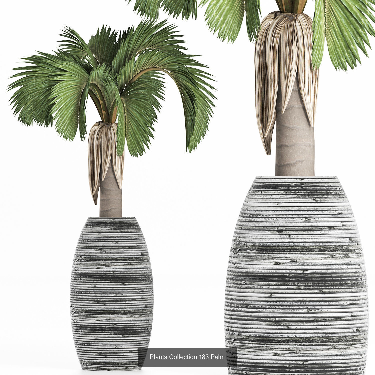 Big Plants Collection 05 _7