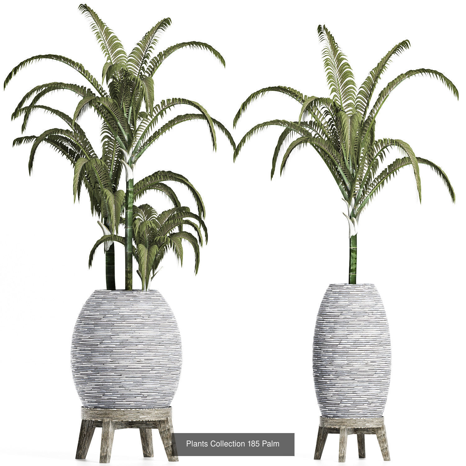 Big Plants Collection 05 _9