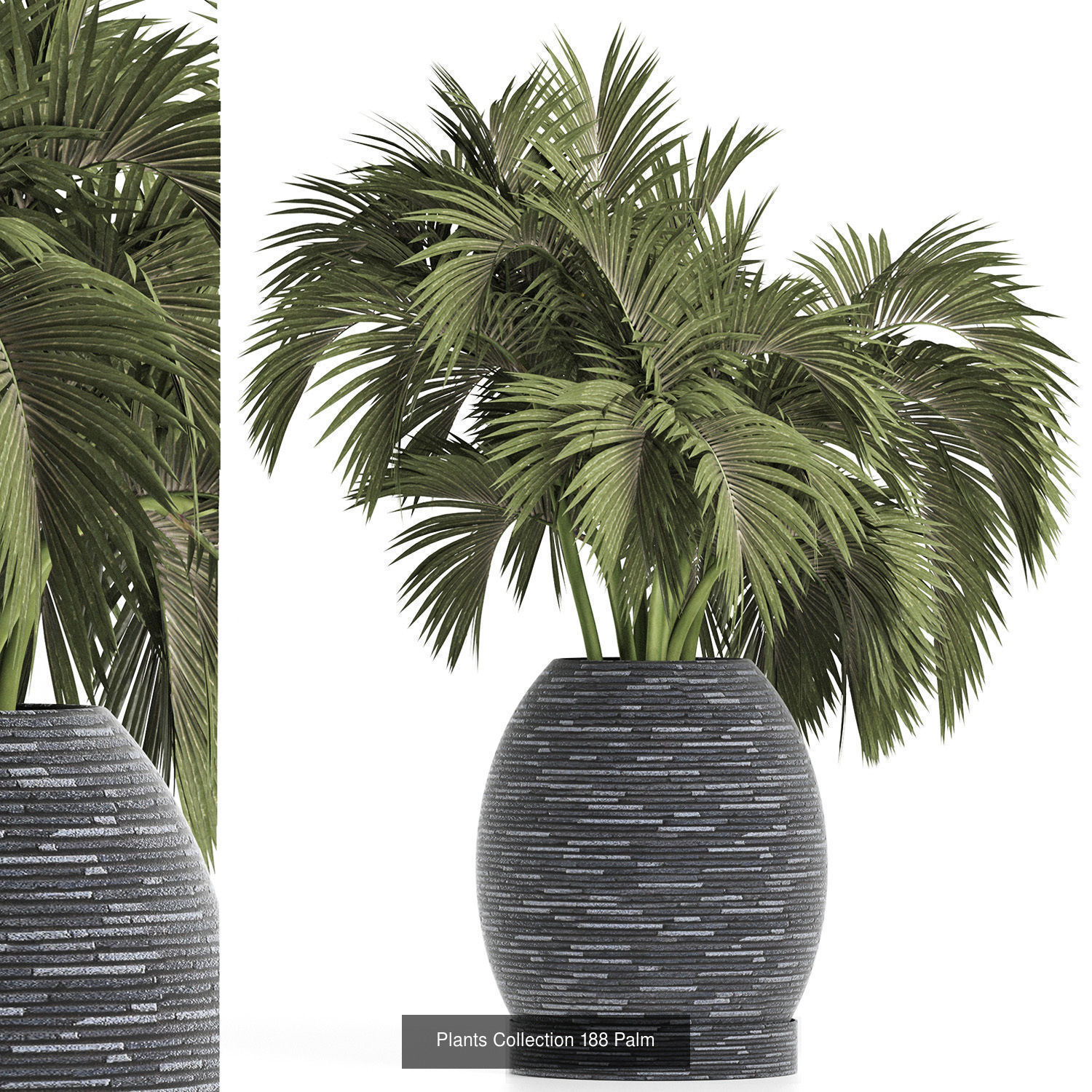 Big Plants Collection 05 _11