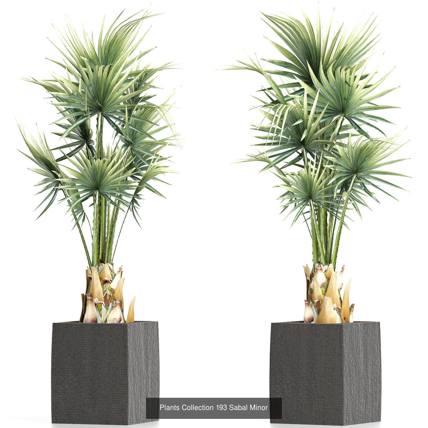 Big Plants Collection 05 _16