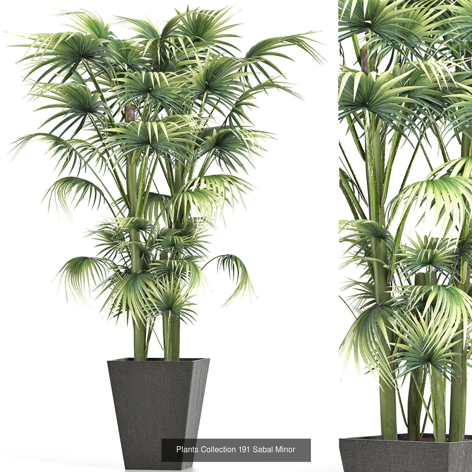 Big Plants Collection 05 _14