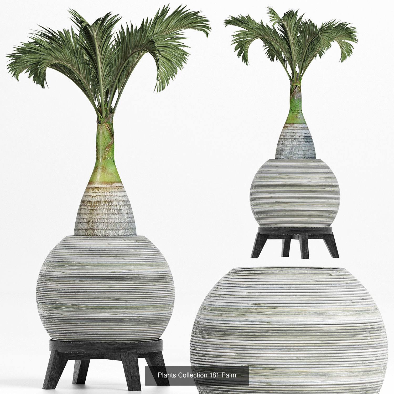 Big Plants Collection 05 _5