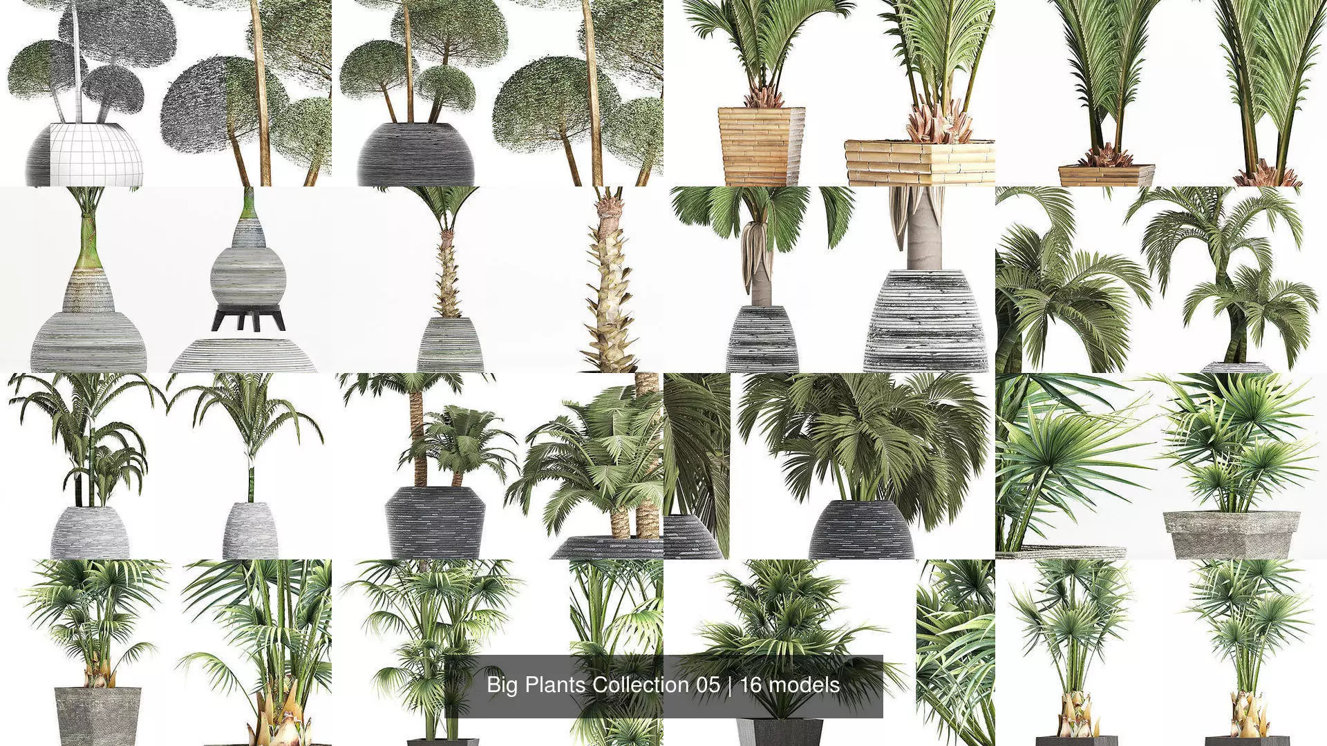 Big Plants Collection 05 _0