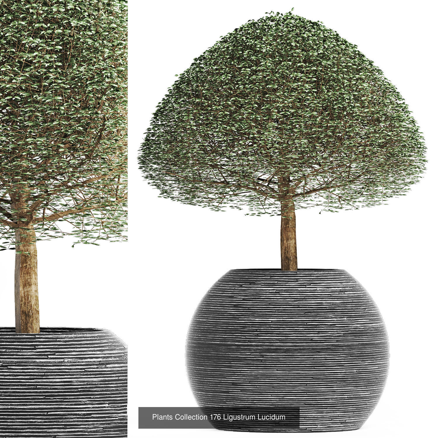 Big Plants Collection 06 _61