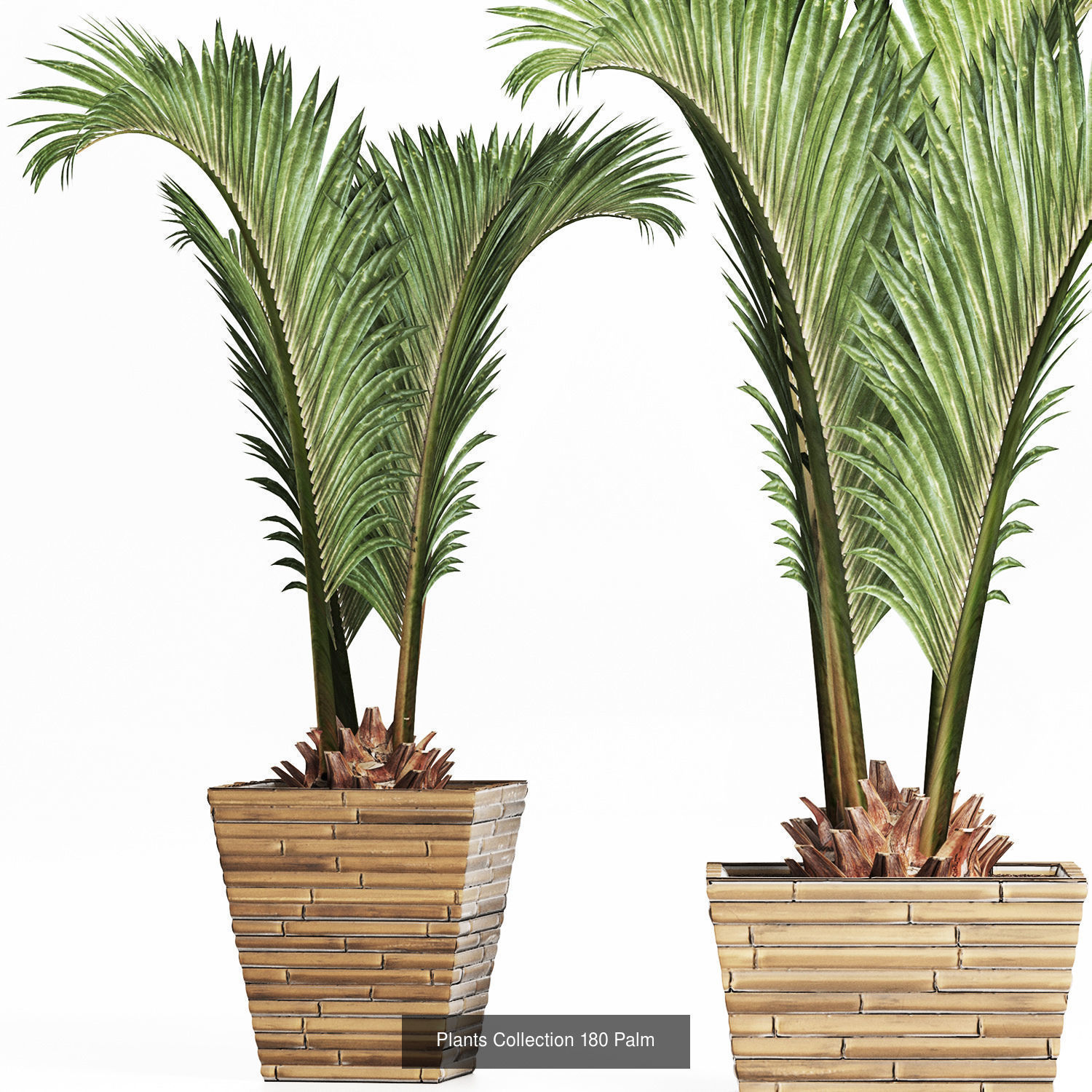 Big Plants Collection 06 _66