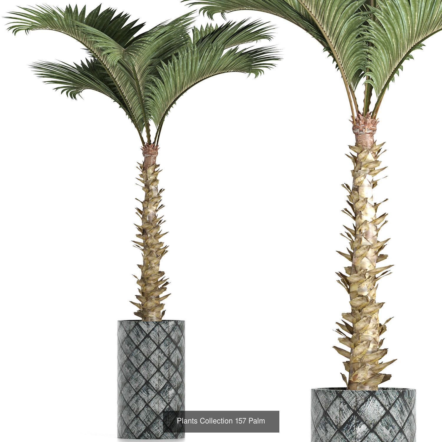 Big Plants Collection 06 _48