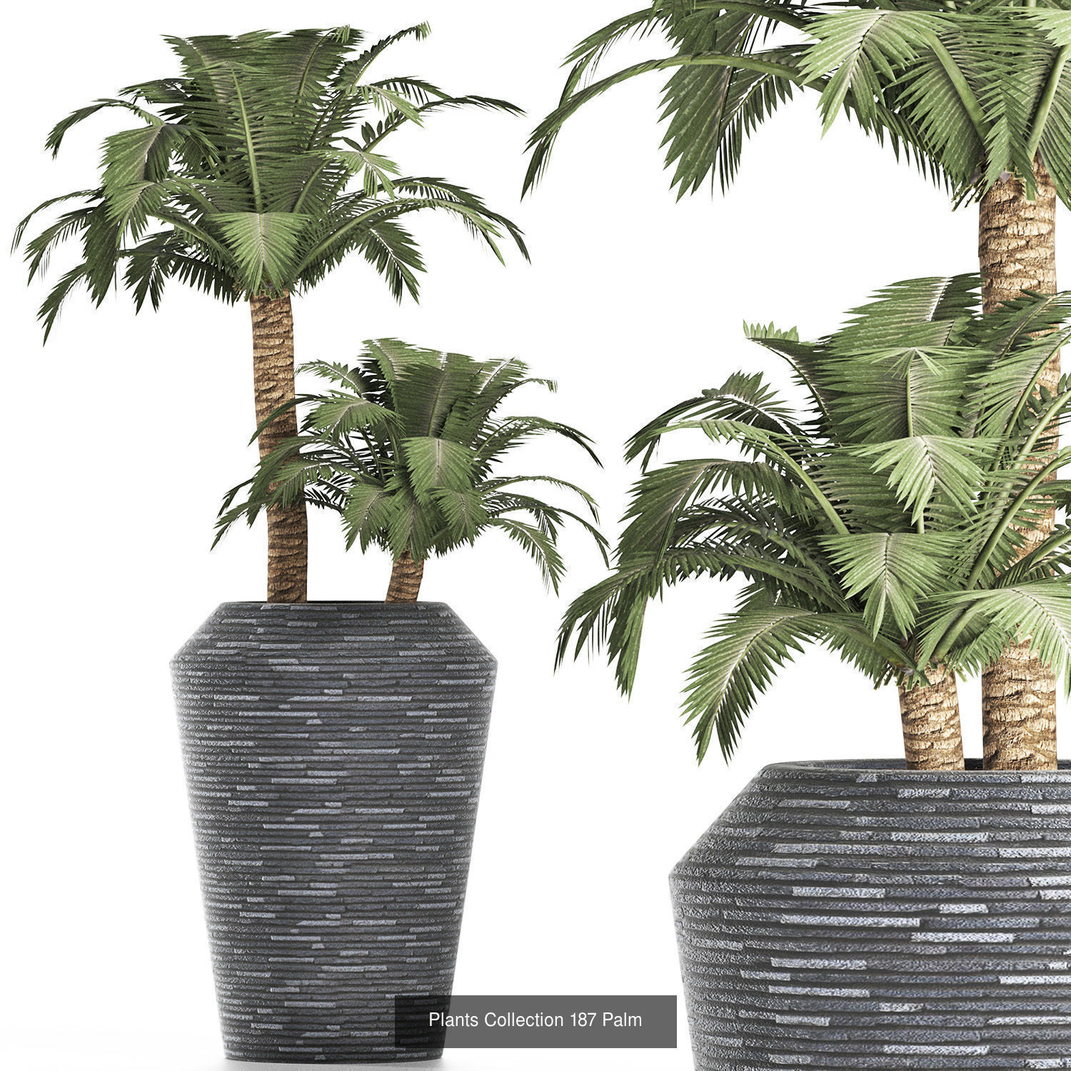 Big Plants Collection 06 _72